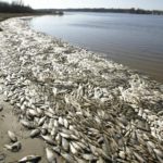 Экологическая катастрофа в Астрахани на День рыбака!