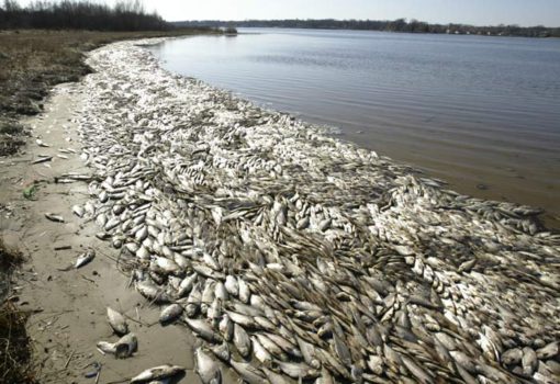 Экологическая катастрофа в Астрахани на День рыбака!