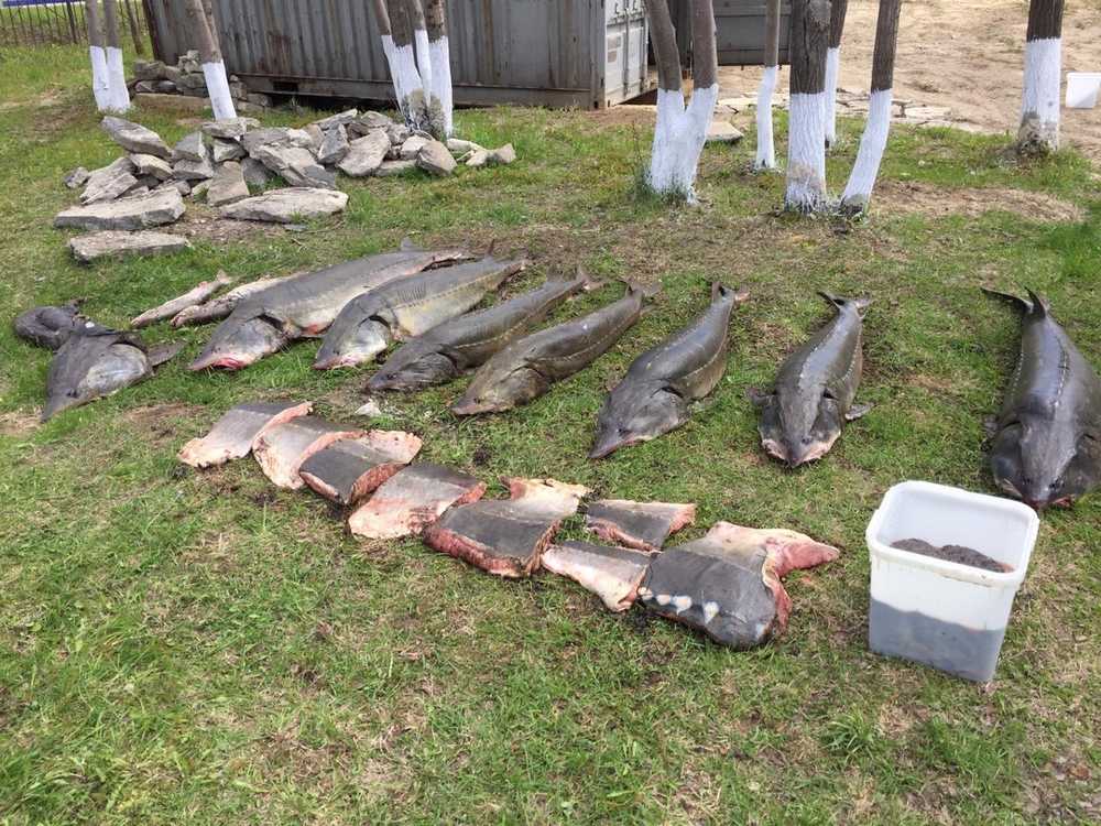 Сахалинские браконьеры задержаны с рыбой ценных пород 9 июня 2019