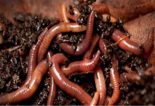 Как сохранить червей в домашних условиях
