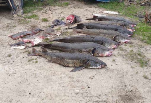 Сахалинские браконьеры задержаны с рыбой ценных пород 9 июня 2019